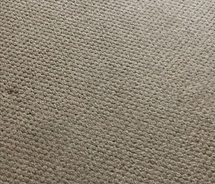 carpet spot removal after